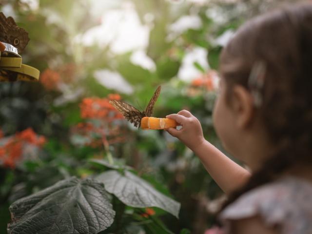 A little girl feeding a butterfly